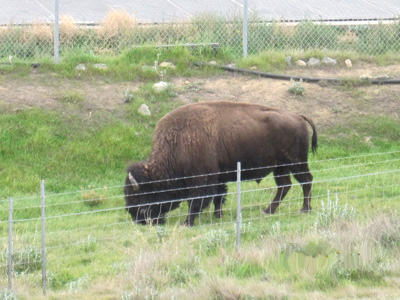 buffalo